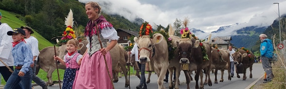 Un troupeau de vaches richement décorées est mené à l’alpage par des personnes vêtues de costumes folkloriques.