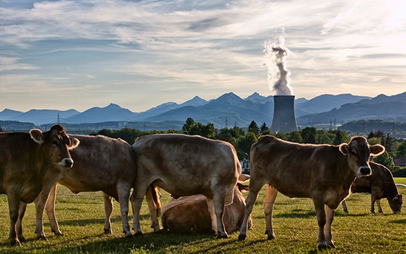 View of the Gösgen nuclear power plant from a cow pasture against a panoramic Alpine backdrop.