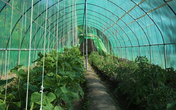 Vegetable greenhouses established by LIPT program for women in Chechka village