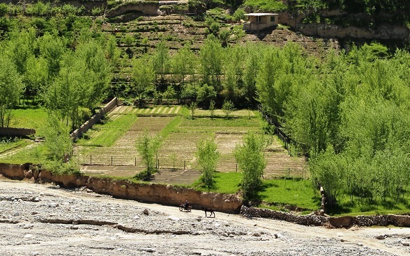 Bird’s eye view of Sarajuddin’s fruit nursery