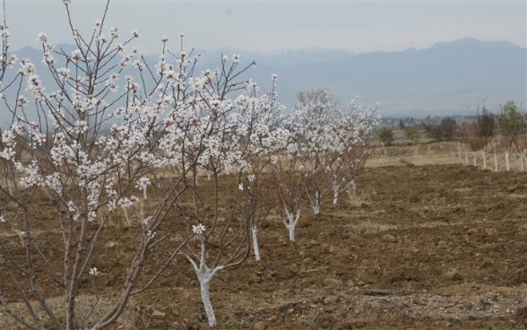 Apricot orchard established in Gurbuz district of Khost