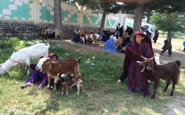 Women-headed households receive two goats