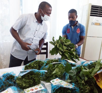 Jeunes maraîchers avec les légumes bio produits hors-sol