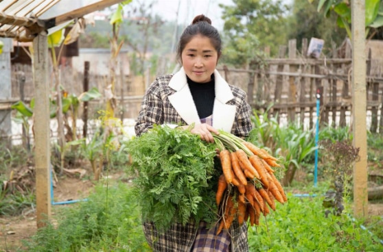 Cooperative member harvesting organically-grown carrots, Xiengkhouang Province, Laos.