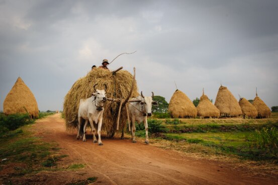 Rice farmers in Kandal province, Cambodia