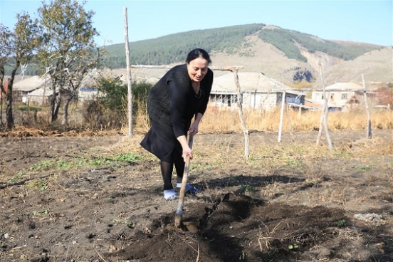 Aishi is ploughing soil