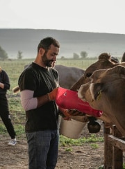 Demetre is feeding a cow