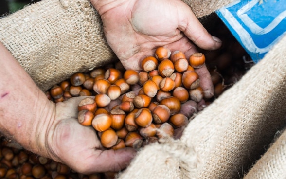 a man takes nuts from a sack