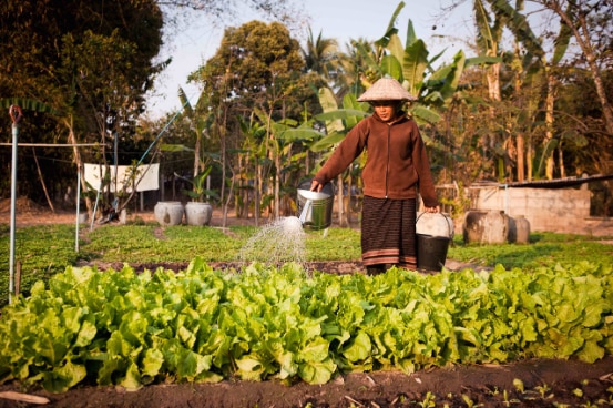 Home Gardening in Laos. ©ENUFF/SDC.