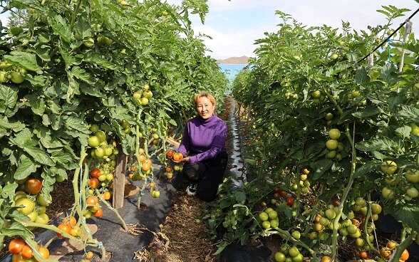 Mrs. Dejid, beneficiary of Mongolian Vegetable project