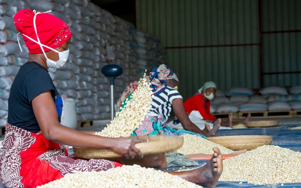 Femme dans un entrepôt nettoyant du maïs - Projet Inovagro