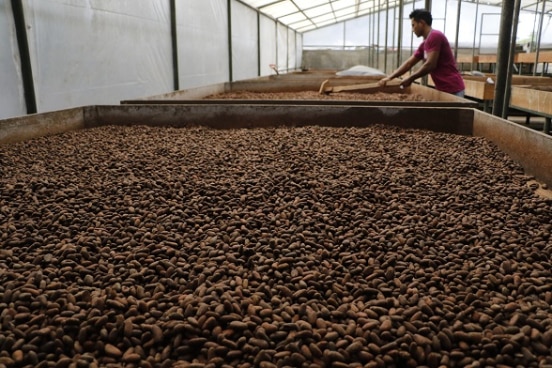 Cooperativa de cacao en Nicaragua_PROCACAO