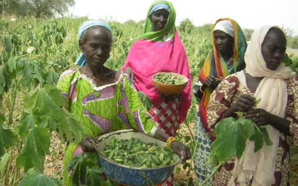 Productrices de gombo - commune de Gotheye © DDC Niger