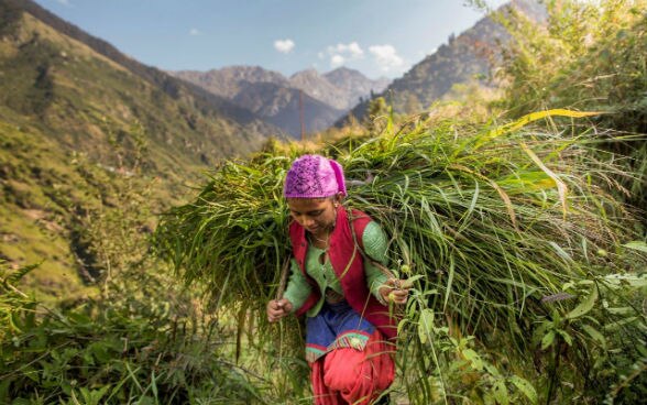 Une jeune femme transporte une botte d’herbe fraîche sur son dos