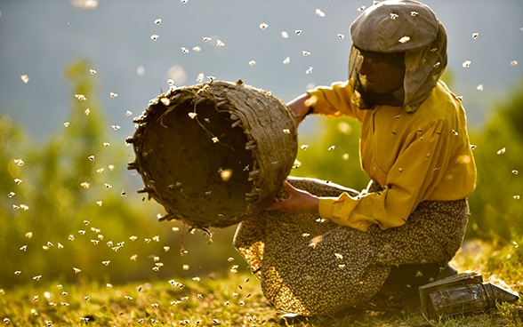 Eine Imkerin hält einen Bienenkorb in der Hand, aus dem Wildbienen herausfliegen.
