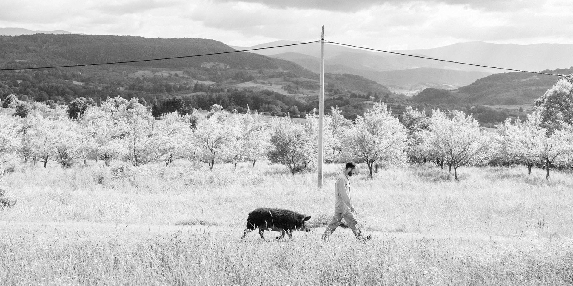 Mann wandert gefolgt von einem Trüffelschwein durch eine Buschlandschaft.