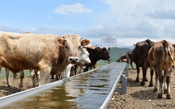 Kühe am Wassertrog.