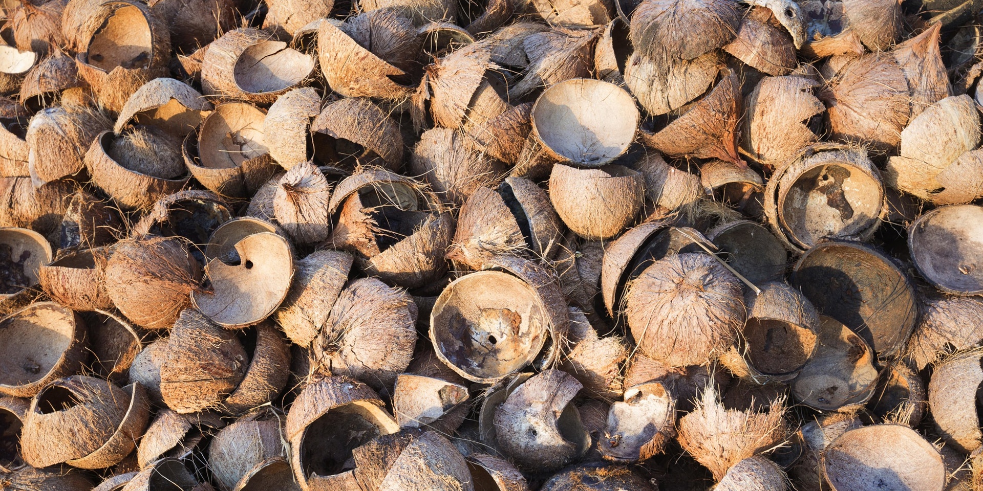 Decenas de cáscaras de coco vacías esparcidas por el suelo.