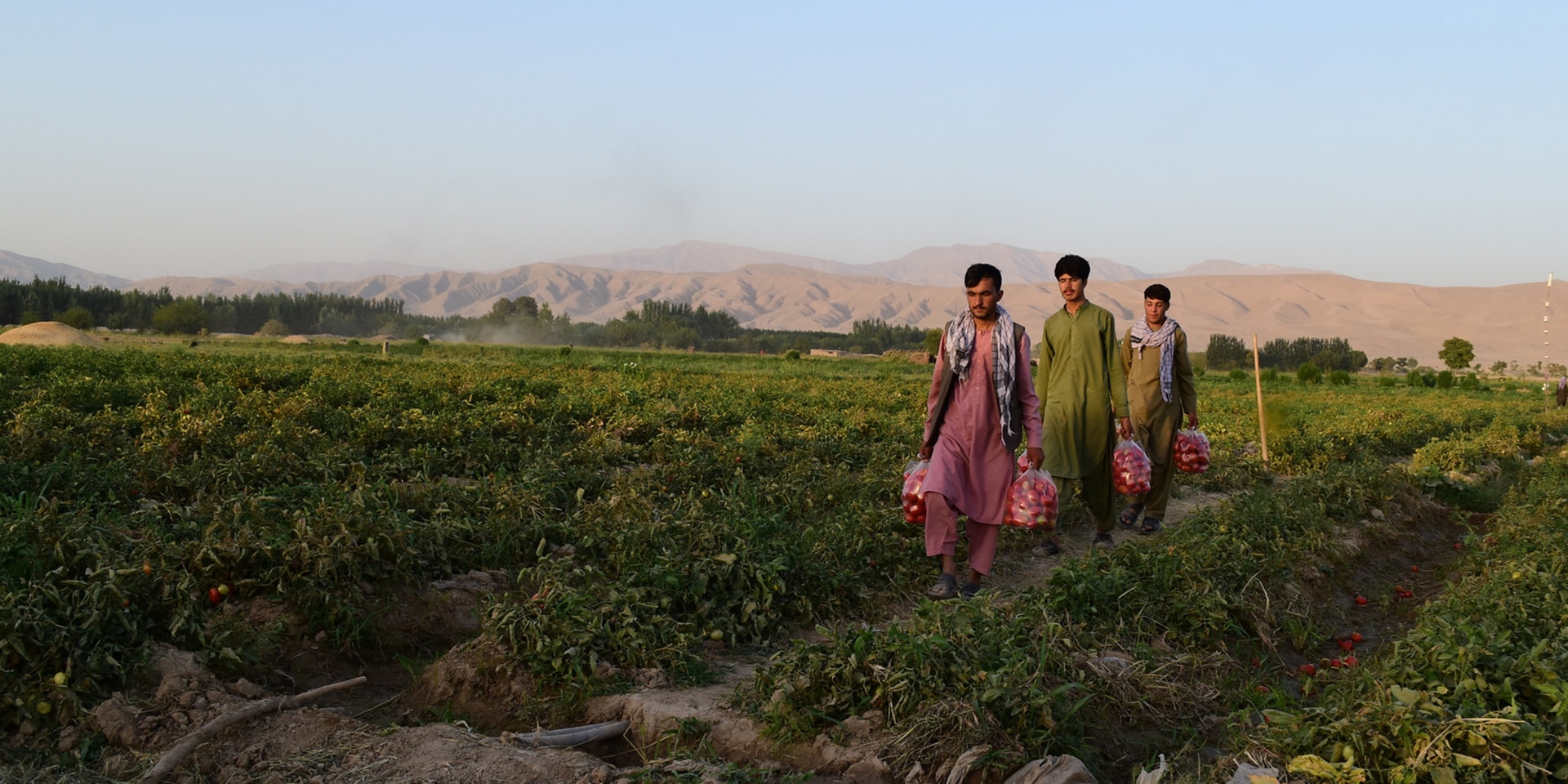 Giovani uomini in un campo di pomodori in Afghanistan.