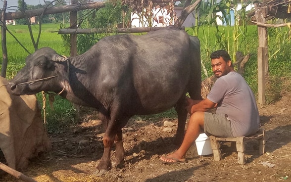 Lal Bahadur Koli fotografiado en pleno ordeño de un animal.