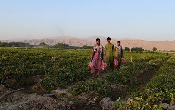 Tres hombres llevan su cosecha a través de un campo en Afganistán.