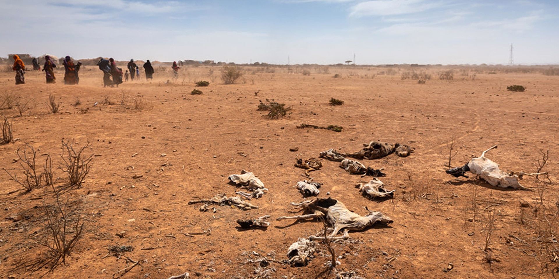 Un groupe de femmes et d’enfants passent devant les carcasses d’animaux sur le sol. La poussière due à la sécheresse envahit le paysage.
