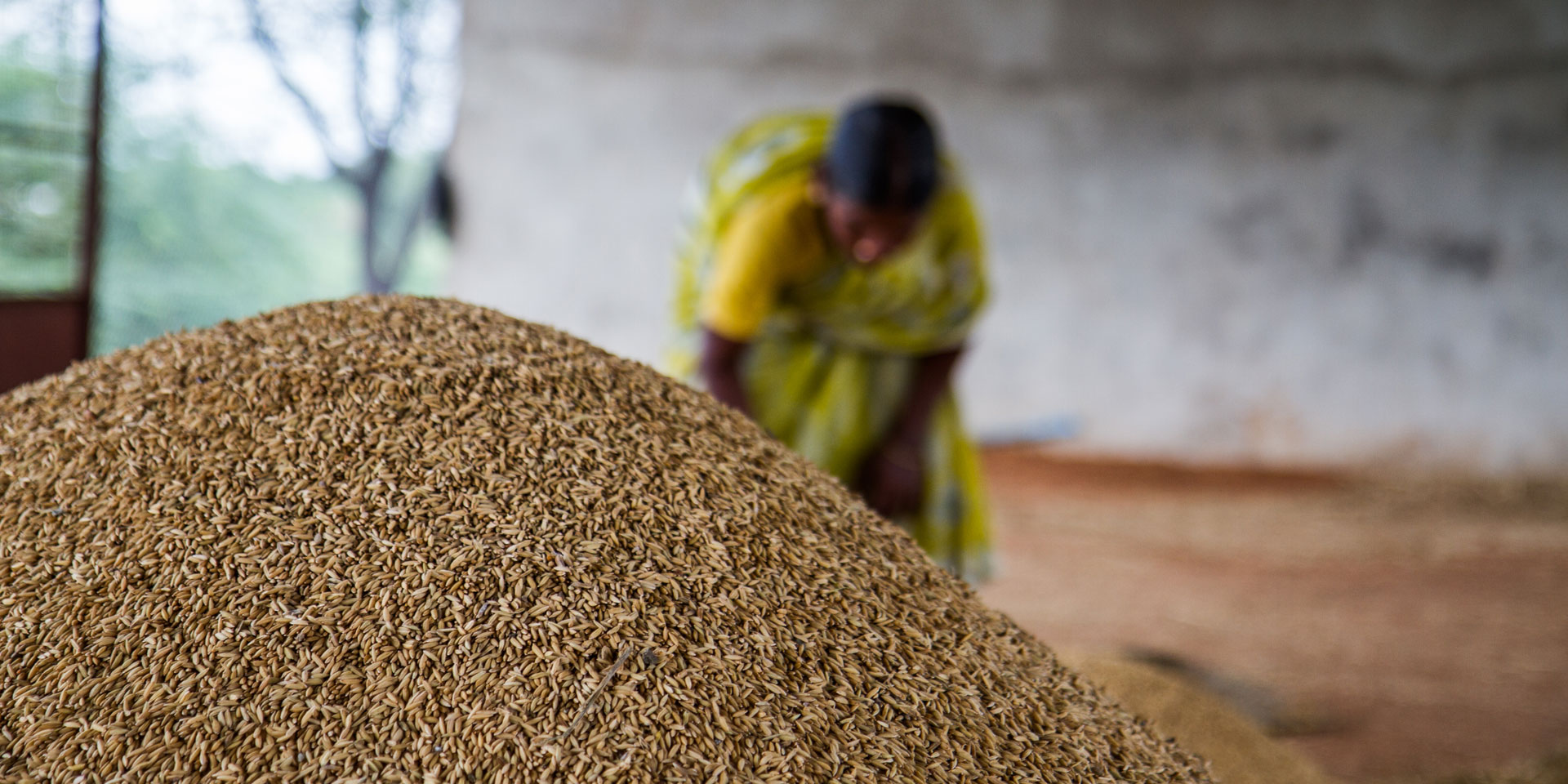 Photo of a woman in the background wearing a yellow dress. A rice crop is in the foreground of the photo.