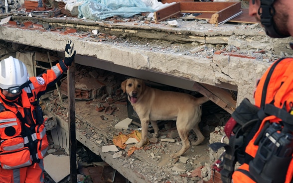 Tre membri della Catena di Salvataggio si trovano davanti alle macerie di una casa crollata. Un cane si trova tra i detriti.