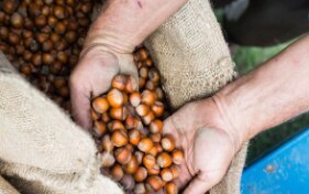 La Svizzera sostiene la coltivazione delle nocciole
