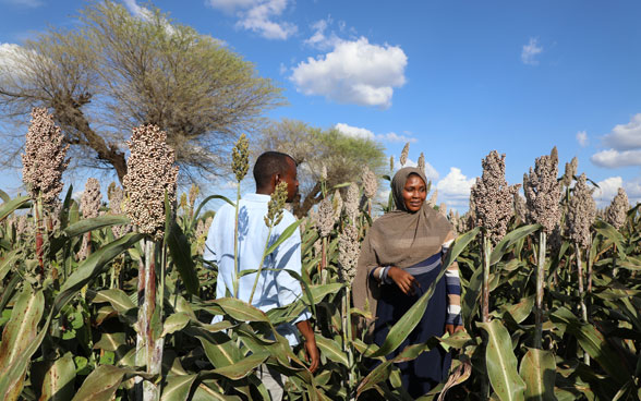 Two farmers in the middle of their plantations.