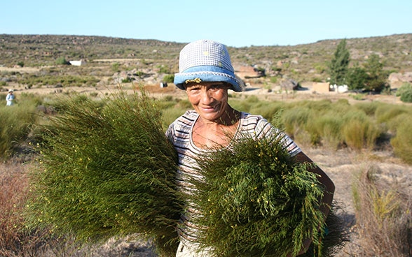 Una donna in un campo di tè rooibos. 