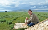 A Mongolian woman preparing pieces of "aaruul" cheese.