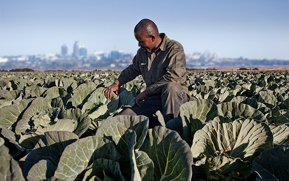 Un uomo africano si inginocchia in un campo di cavoli ed esamina delle foglie. Sullo sfondo si vede il profilo di una città.