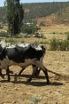 Ein afrikanischer Bauer pflügt mit seinem Vieh das Feld.