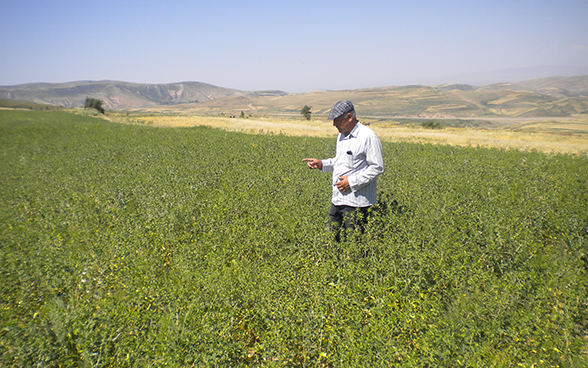 Agronom der Caritas in einem Feld voller Färberdisteln.