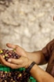 Un contadino tiene delle olive recentemente raccolte nelle sue mani e spiega come sono state coltivate.