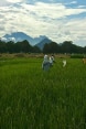 El trabajo en los campos de arroz en la India.