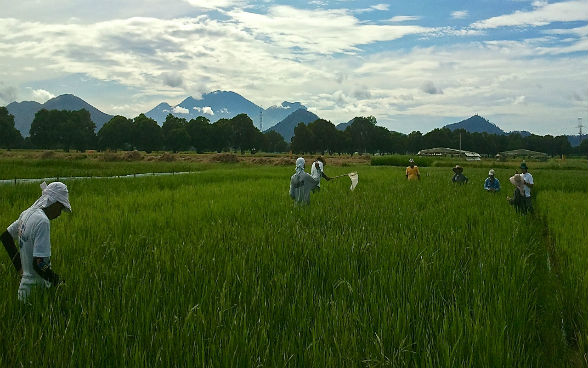 Work in the rice fields in India.