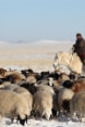 Ein mongolischer Hirte zu Pferd führt seine Schafherde durch eine verschneite Ebene.