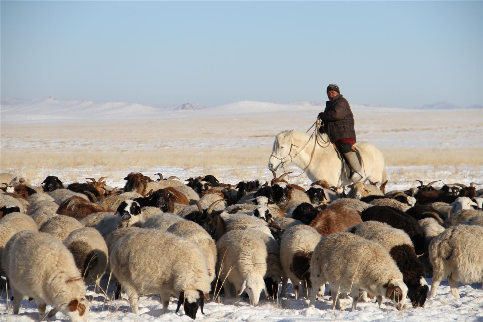 Pastor mongol en su montura llevando a su rebaño de ovejas a través de las praderas nevadas.
