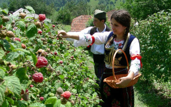 Raccolta di lamponi in Serbia.