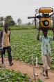 Three young Nigerien men walking through a plantation.