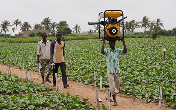 Tres jóvenes nigerinos caminan por una plantación.