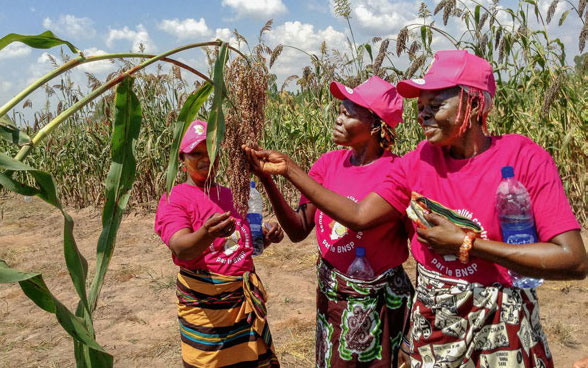 Three women stand around a plant inspecting its seeds.