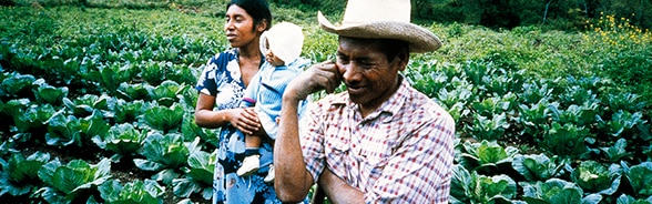 Smallholder farming family in a cabbage field in Honduras