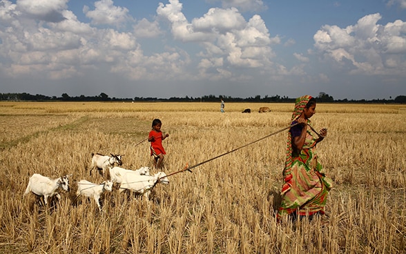 Eine Frau und ein Kind gehen in Bangladesch über ein Feld; die Frau führt Ziegen hinter sich her. 