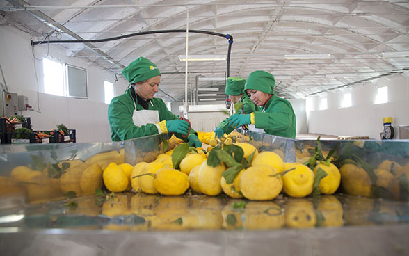 Frauen sortieren in einer Werkhalle Zitronen