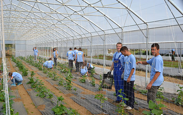 Apprendisti impegnati in una serra di coltura orticola