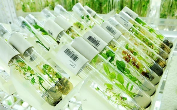 Tubes en verre avec de petites plantes vertes. Banque de gènes pour les plantes en Colombie