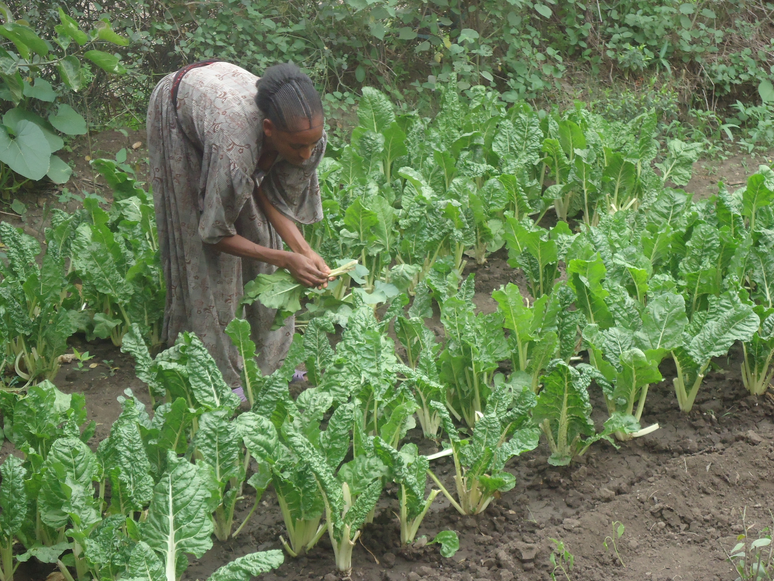 A woman picking vegetables in her vegetable plot